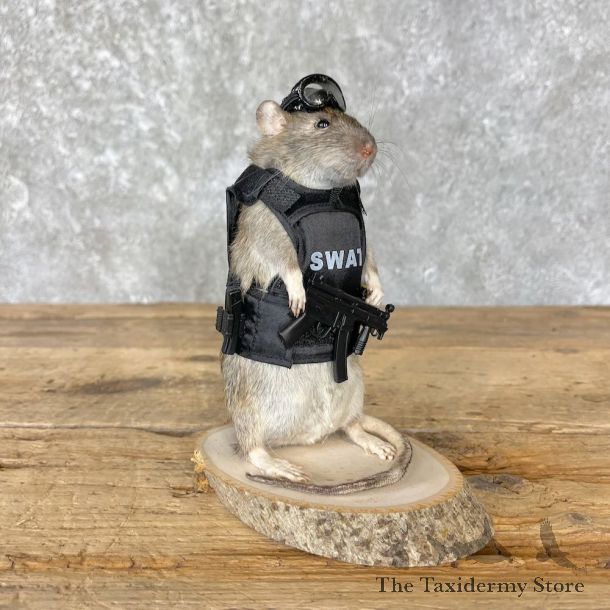Tactical Rat Novelty Mount For Sale #26536 @ The Taxidermy Store