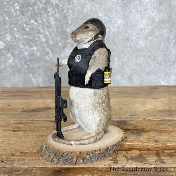 Tactical Rat Novelty Mount For Sale #26543 @ The Taxidermy Store
