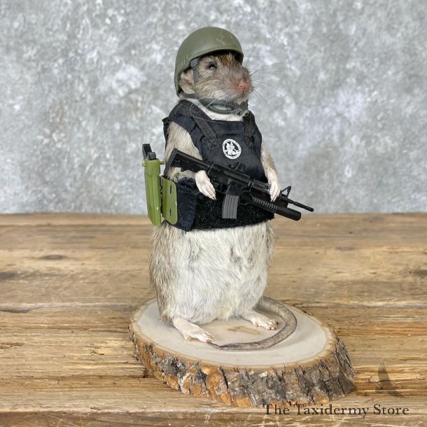 Tactical Rat Novelty Mount For Sale #26551 @ The Taxidermy Store