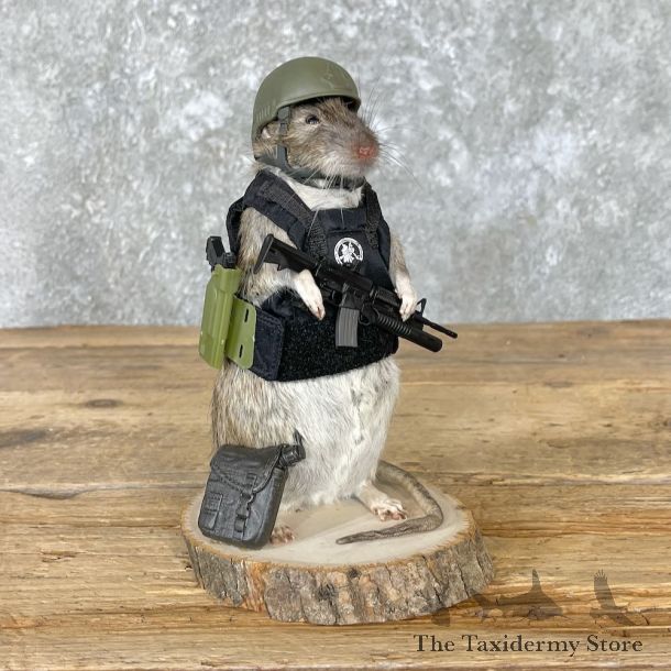 Tactical Rat Novelty Mount For Sale #26552 @ The Taxidermy Store