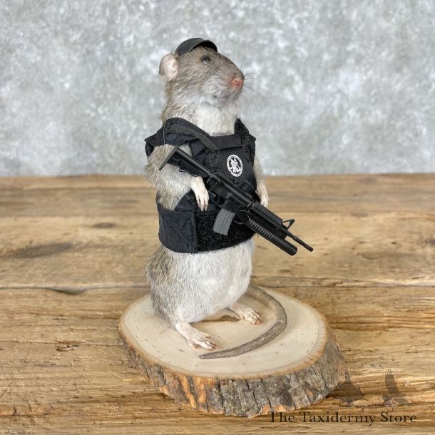 Tactical Rat Novelty Mount For Sale #26554 @ The Taxidermy Store