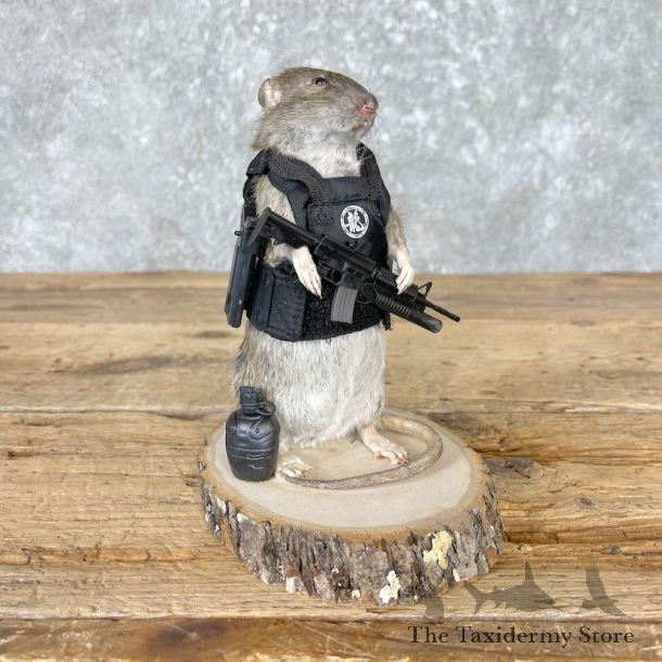 Tactical Rat Novelty Mount For Sale #26555 @ The Taxidermy Store