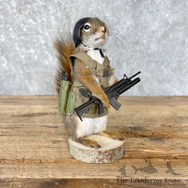 Tactical Squirrel Novelty Mount For Sale #26539 @ The Taxidermy Store