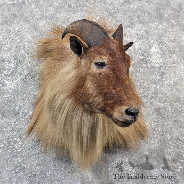 Himalayan Tahr Shoulder Mount #11540 - For Sale - The Taxidermy Store