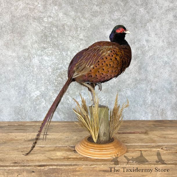 Talish Pheasant Mount For Sale #26663 @ The Taxidermy Store