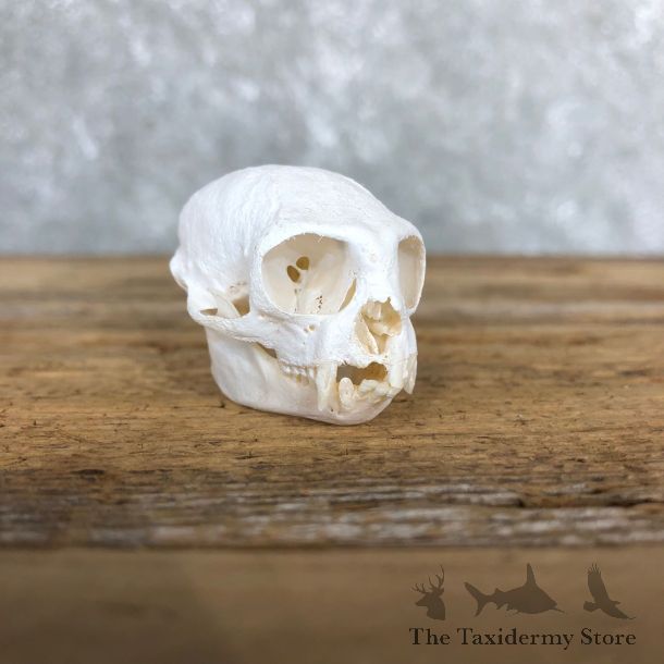 Tamarin Taxidermy Skull Mount For Sale #19583 @ The Taxidermy Store