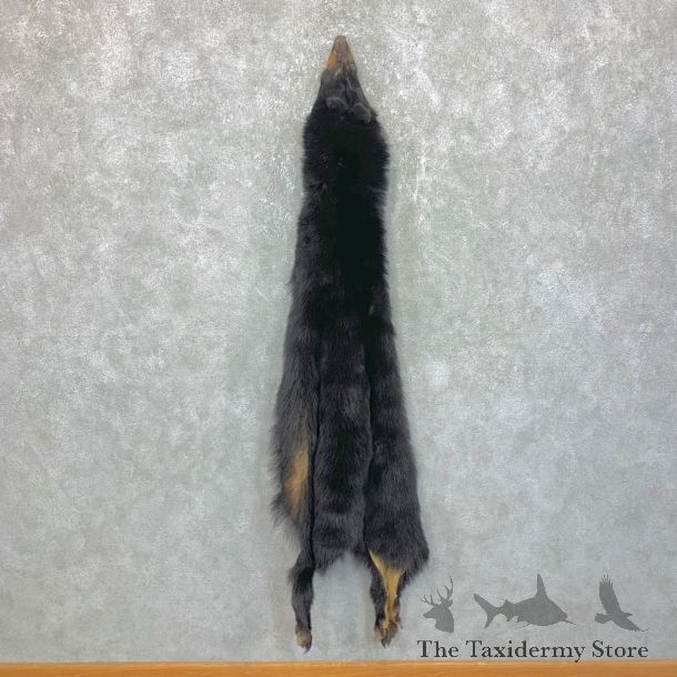 Tanned Black Bear Wall Hanging Pelt For Sale #23706 @ The Taxidermy Store