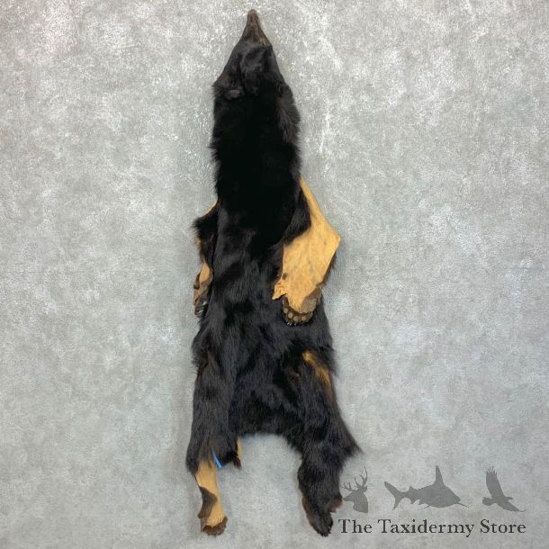 Tanned Black Bear Wall Hanging Pelt For Sale #23708 @ The Taxidermy Store