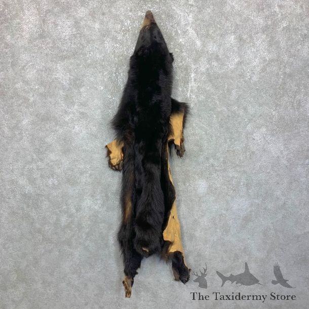 Tanned Black Bear Wall Hanging Pelt For Sale #23709 @ The Taxidermy Store