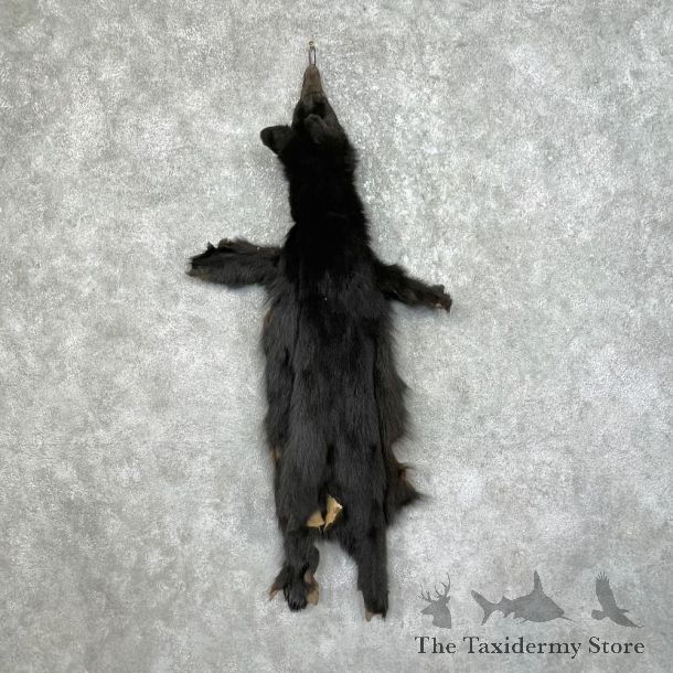 Tanned Black Bear Wall Hanging Pelt For Sale #25342 - The Taxidermy Store