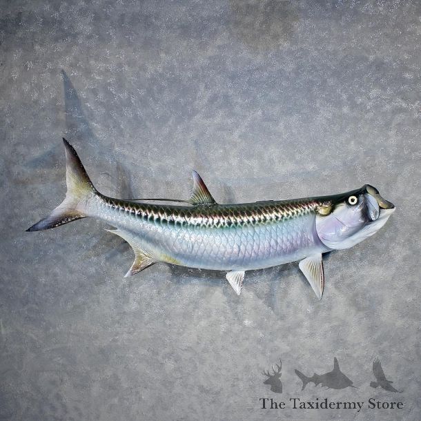 Atlantic Tarpon Fish Mount #11897 For Sale @ The Taxidermy Store