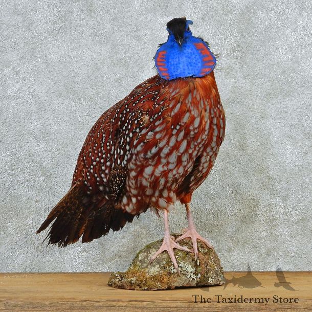 Temminck's Tragopan Pheasant Taxidermy Bird Mount #12670 For Sale @ The Taxidermy Store