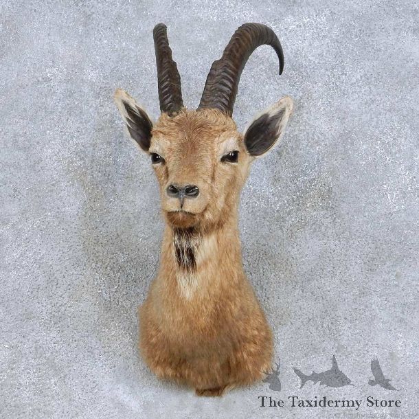 Cross Ibex Taxidermy Shoulder Mount For Sale #13977 @ The Taxidermy Store
