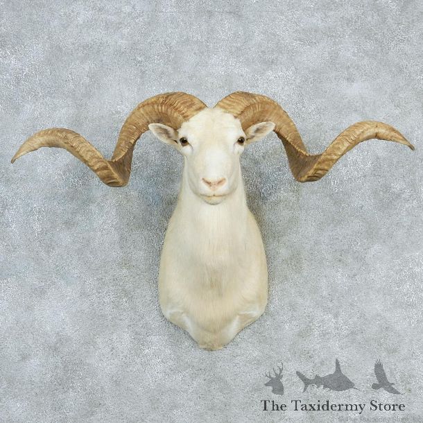 Texas Dall White Corsican Ram Taxidermy Mount #12964 For Sale @ The Taxidermy Store