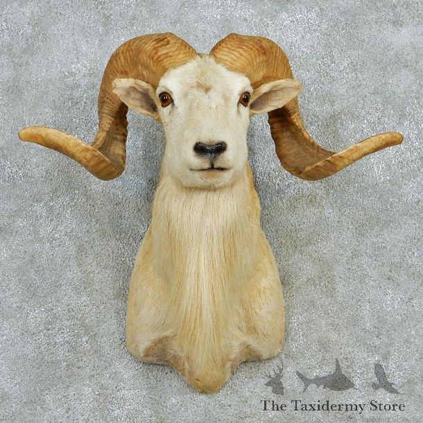 Texas Dall White Corsican Ram Taxidermy Mount #12966 For Sale @ The Taxidermy Store