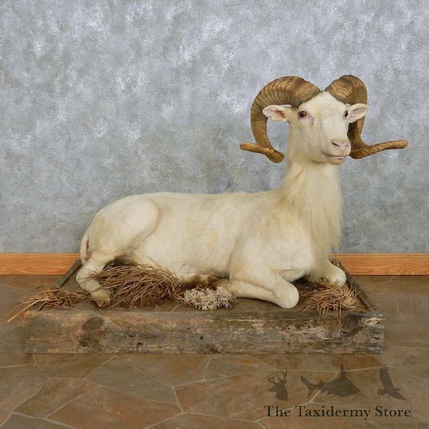 Texas Dall Sheep Life-Size Mount For Sale #15110 @ The Taxidermy Store