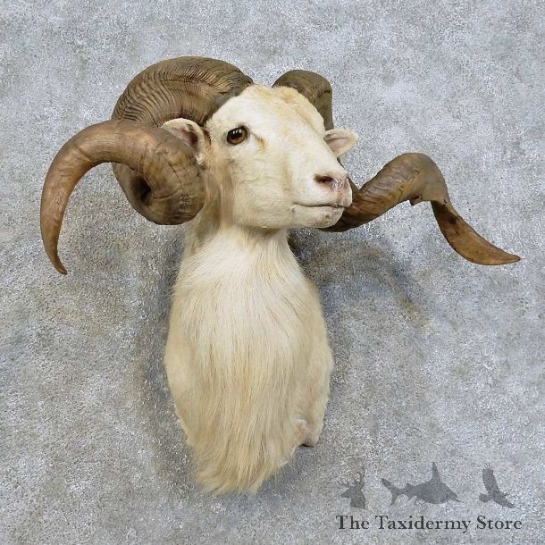 Dall Sheep Shoulder Mount For Sale #15980 @ The Taxidermy Store