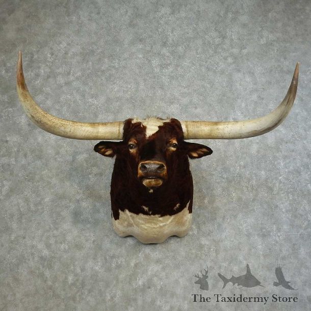 Texas Longhorn Shoulder Mount For Sale #16641 @ The Taxidermy Store