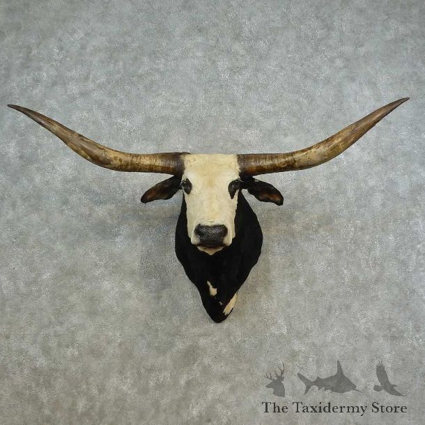 Texas Longhorn Shoulder Mount For Sale #16643 @ The Taxidermy Store