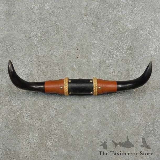 Longhorn Steer Horn Plaque For Sale #16769 @ The Taxidermy Store