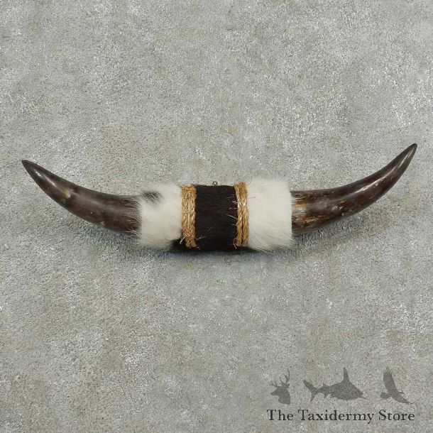 Longhorn Steer Horn Plaque For Sale #16771 @ The Taxidermy Store