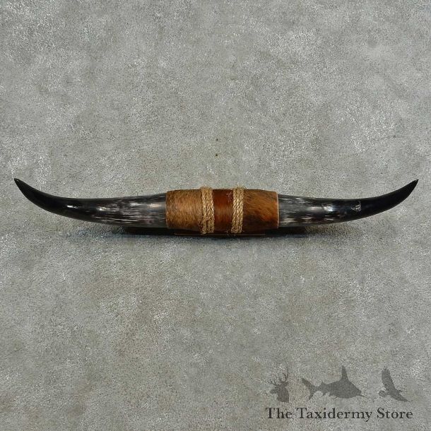 Longhorn Steer Horn Plaque For Sale #16772 @ The Taxidermy Store