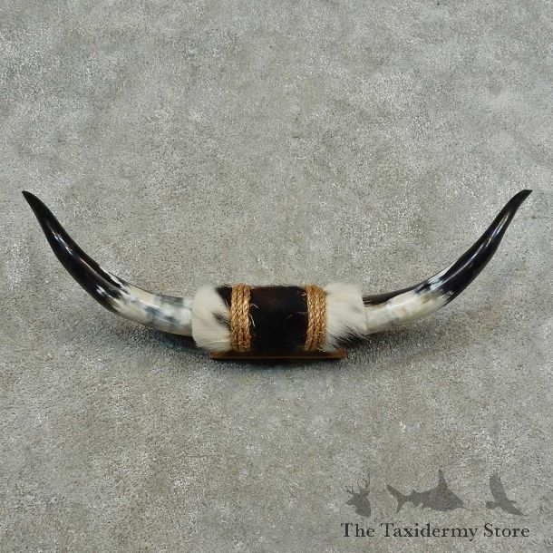 Longhorn Steer Horn Plaque For Sale #16773 @ The Taxidermy Store