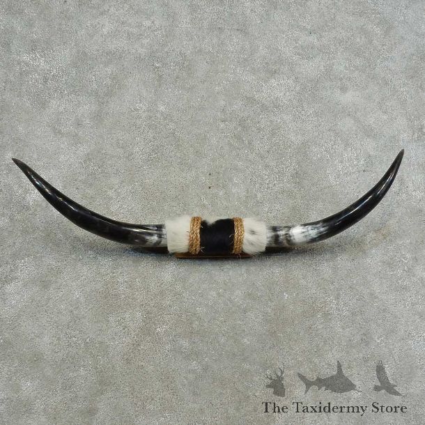 Longhorn Steer Horn Plaque For Sale #16774 @ The Taxidermy Store