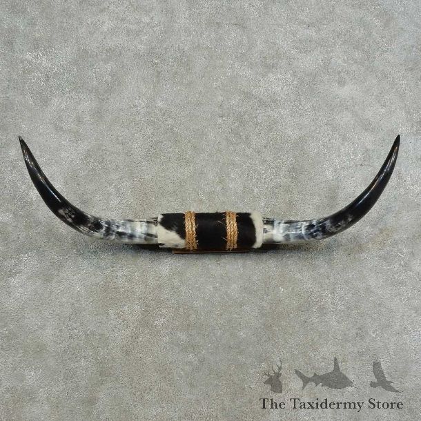 Longhorn Steer Horn Plaque For Sale #16775 @ The Taxidermy Store