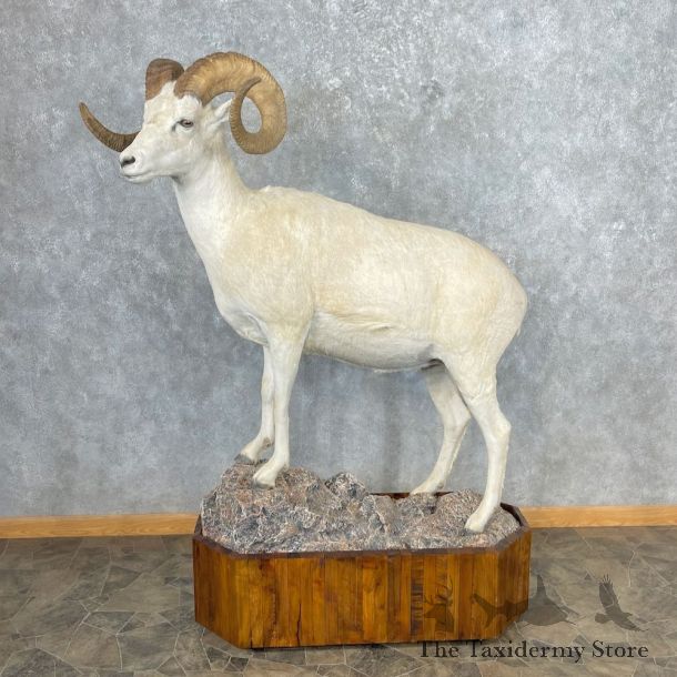 Dall Sheep Life-Size Mount For Sale #26884 @ The Taxidermy Store