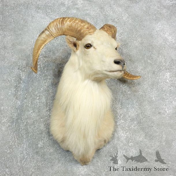 Texas Dall Sheep Mount For Sale #17811 @ The Taxidermy Store