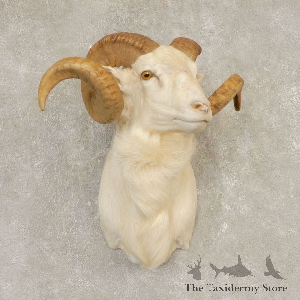 Texas Dall Sheep Mount For Sale #21599 @ The Taxidermy Store