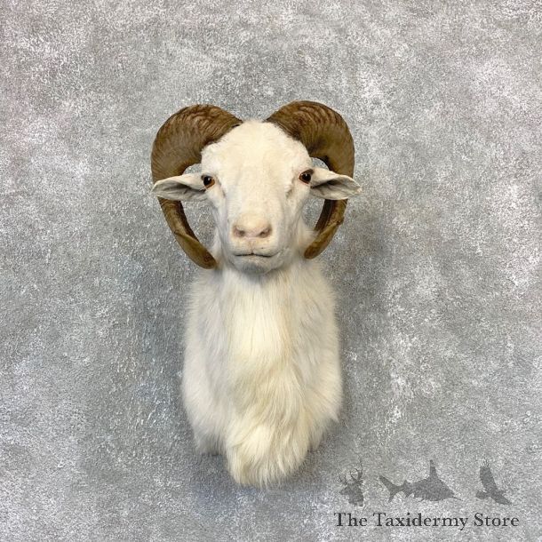 Texas Dall Sheep Mount For Sale #21617 @ The Taxidermy Store