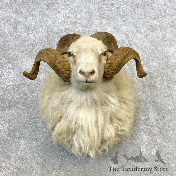 Texas Dall Sheep Mount For Sale #21652 @ The Taxidermy Store