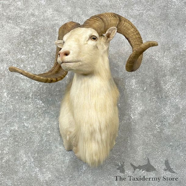 Texas Dall Sheep Mount For Sale #24769 @ The Taxidermy Store