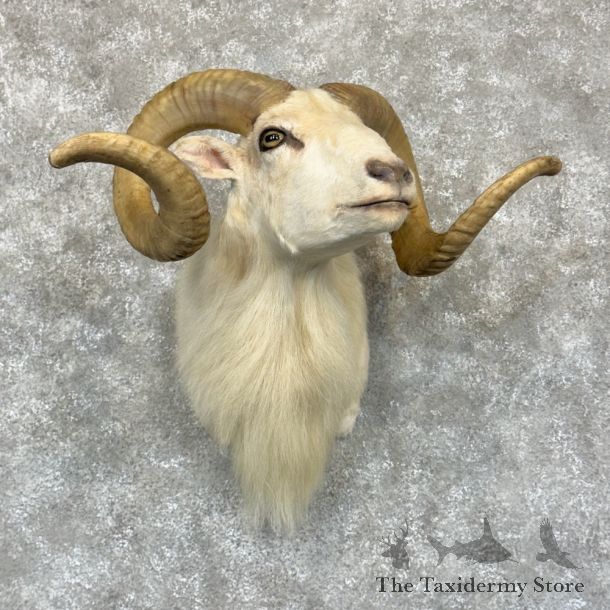Texas Dall Sheep Mount For Sale #27147 @ The Taxidermy Store