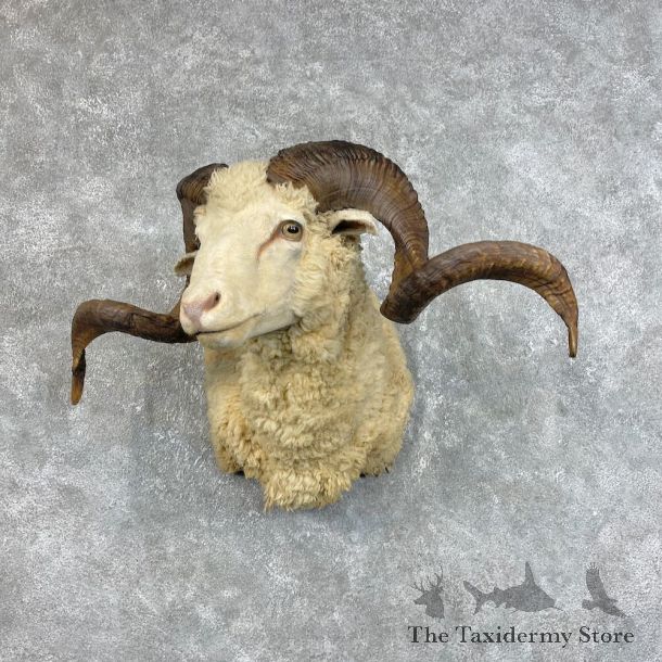 Texas Dall Sheep Taxidermy Shoulder Mount For Sale #25735 @ The Taxidermy Store