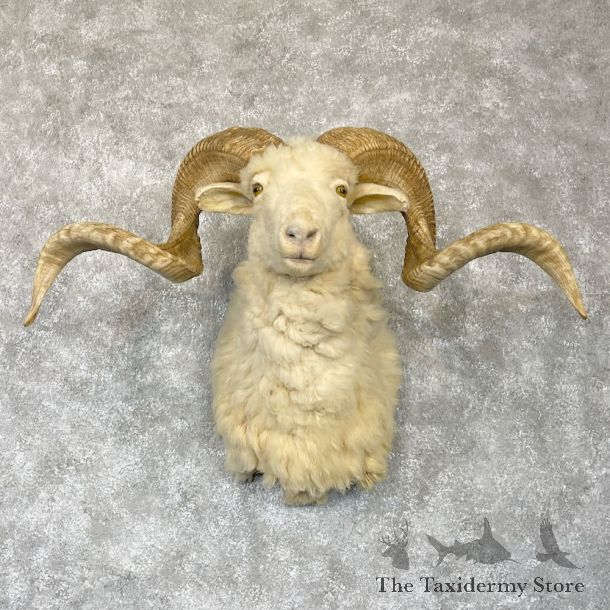Angora Goat Shoulder Mount For Sale #28176 @ The Taxidermy Store