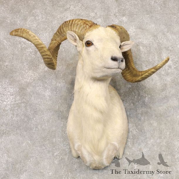 Texas Dall Sheep Taxidermy Shoulder Mount For Sale #22520 @ The Taxidermy Store