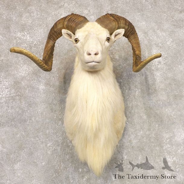 Texas Dall Sheep Taxidermy Shoulder Mount For Sale #22521 @ The Taxidermy Store