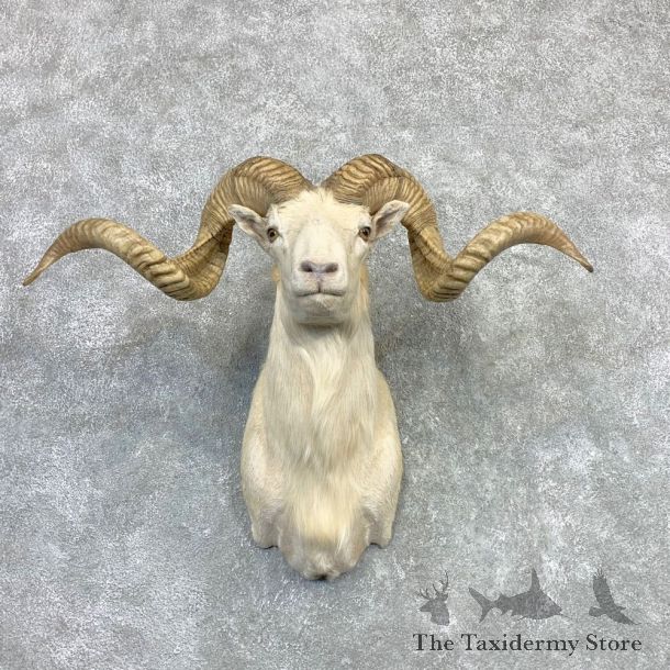 Texas Dall Sheep Taxidermy Shoulder Mount For Sale #23119 @ The Taxidermy Store
