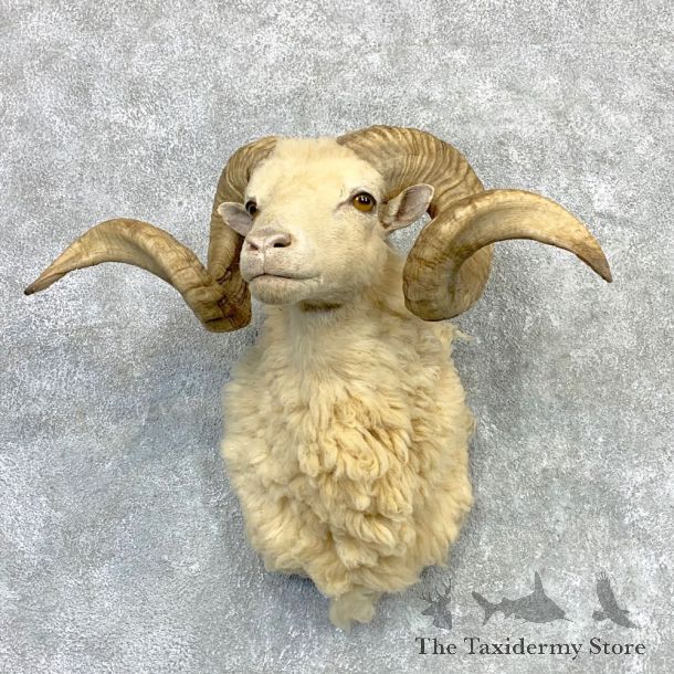 Texas Dall Sheep Taxidermy Shoulder Mount For Sale #23123 @ The Taxidermy Store