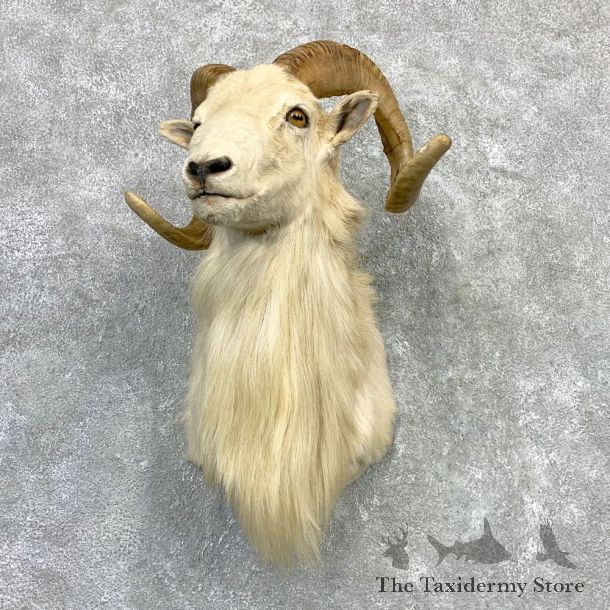 Texas Dall Sheep Taxidermy Shoulder Mount For Sale #23126 @ The Taxidermy Store