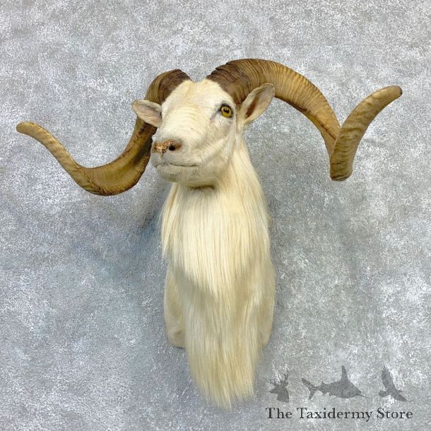 Texas Dall Sheep Taxidermy Shoulder Mount For Sale #23127 @ The Taxidermy Store
