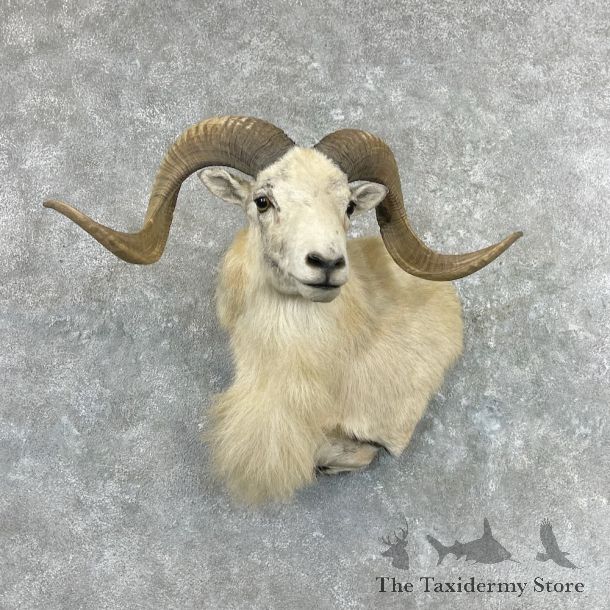Texas Dall Sheep Wall Pedestal Mount For Sale #26916 @ The Taxidermy Store