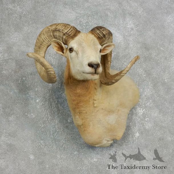 Texas Dall Sheep Mount For Sale #17654 @ The Taxidermy Store