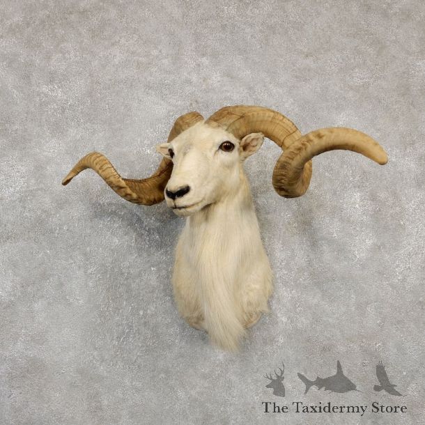 Texas Dall White Corsican Ram Taxidermy Mount #20183 For Sale @ The Taxidermy Store