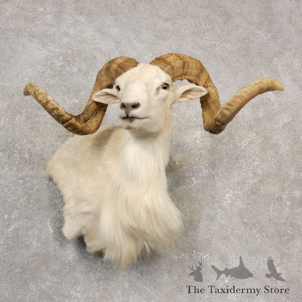 Texas Dall White Corsican Ram Taxidermy Pedestal Shoulder Mount #20533 For Sale @ The Taxidermy Store