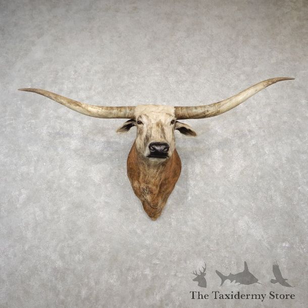 Texas Longhorn Shoulder Mount For Sale #18782 @ The Taxidermy Store