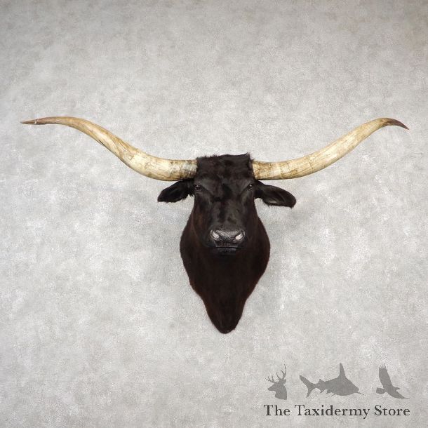 Texas Longhorn Shoulder Mount For Sale #18783 @ The Taxidermy Store